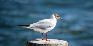 How to Audit Your Guest Post Backlink Profile for Maximum Impact