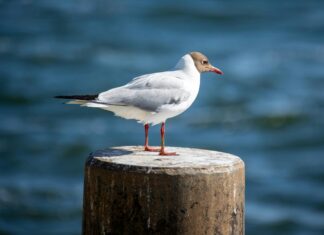 How to Audit Your Guest Post Backlink Profile for Maximum Impact