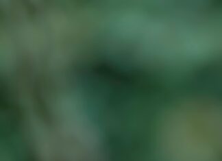 The Hidden Cost of Cheap Backlinks: Are You Risking Your SEO?