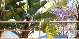 Link Velocity: How Fast Should You Build Links for Success?