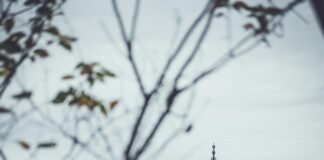 How to Build a Blog That Attracts Natural Backlinks Effortlessly